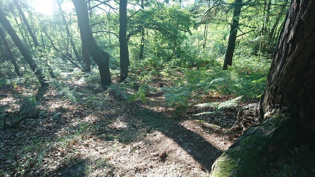Ferienwohnung Hellwig Wendisch Rietz Kültér fotó